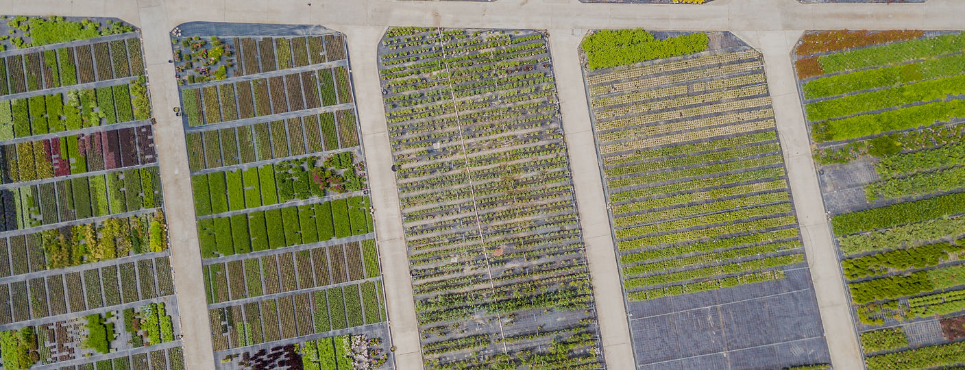 aerial-view-of-rows-of-cultivated-young-