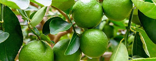 Limes