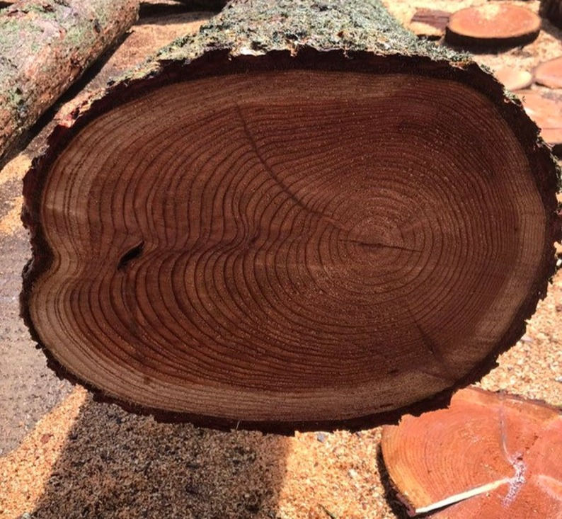 Thumbnail: Gorgeous oval shaped Rustic log slice approx 17"-15" oval x 3" thick