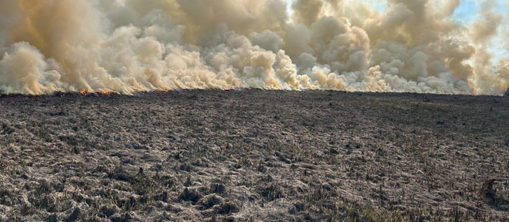 Beech Grove VFD Contains Fast-Moving Grass Fire; Cane Corso Kennel and Other Animals Saved