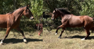 Deputies Secure Loose Horse Along FM 1745 in Chester