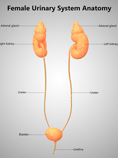 The Strive to Understand: UTI's