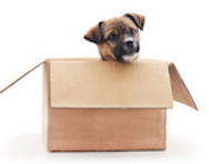 My Dogs Daycare package deals