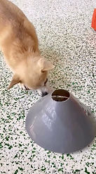 enrichment my dogs daycare 1