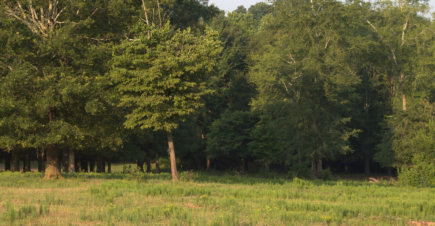 Dogwood tree in field in Jefferson, Georgia
