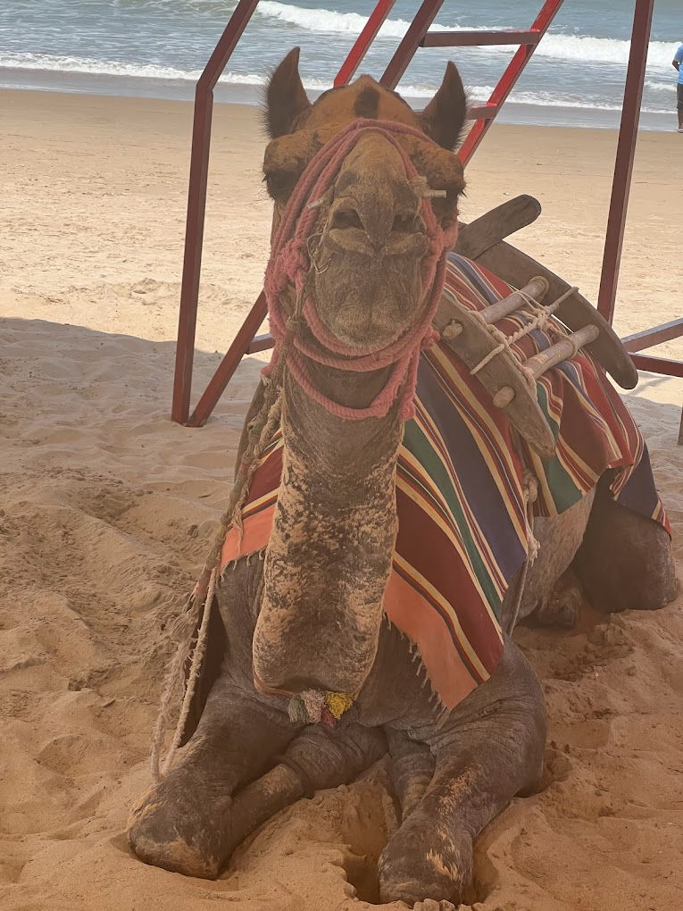 camel1