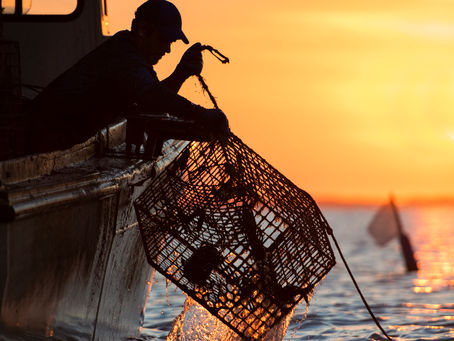 Blue Crab Harvesting Methods: Crab Potting, Scraping, and Trot Lining