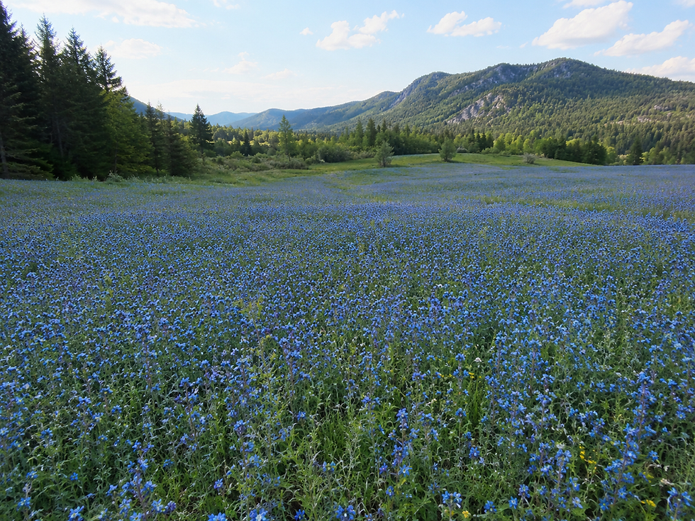 Blue meadow counseling field with mountains in background