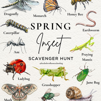 Insect Scavenger Hunt