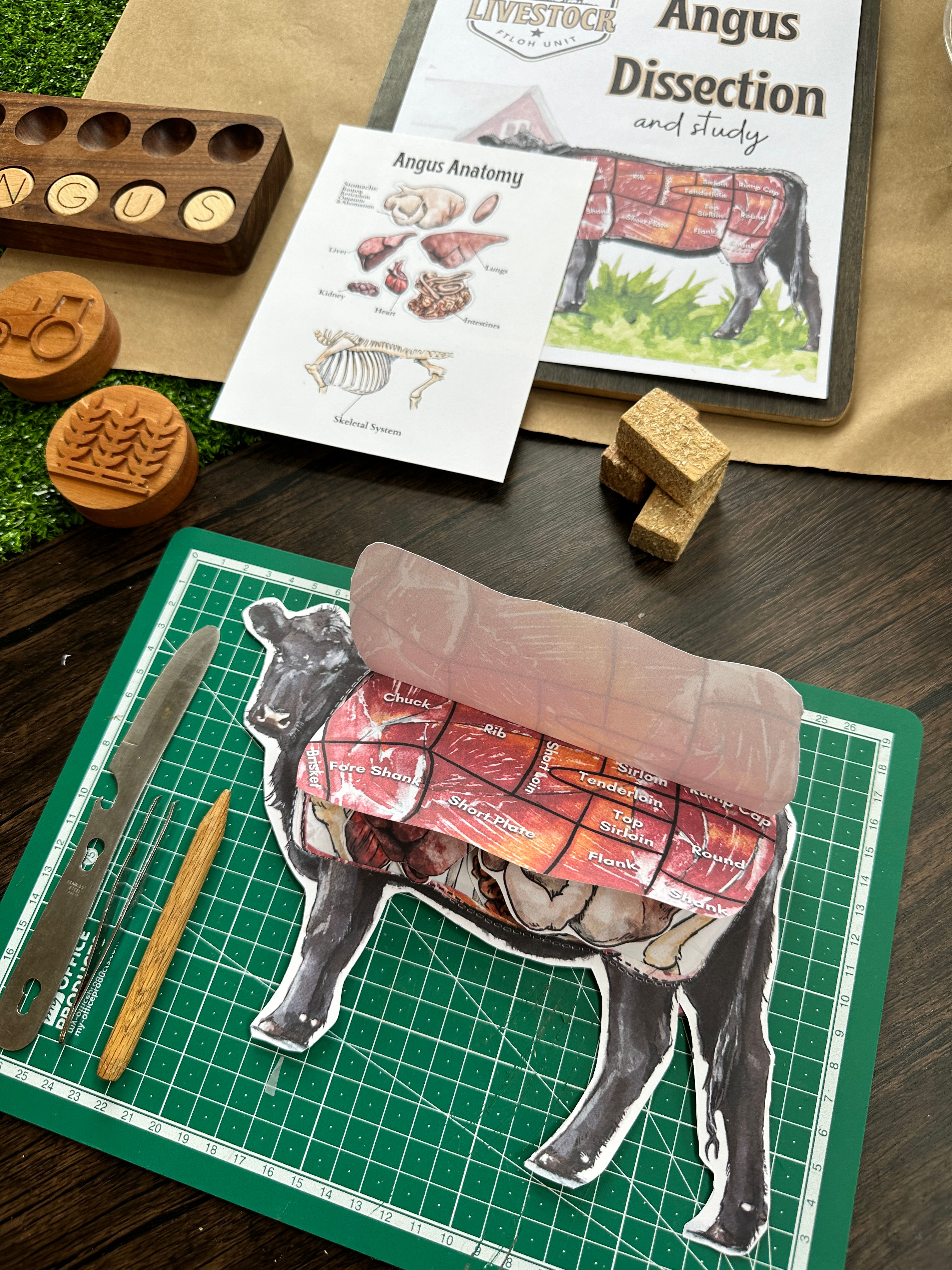 Angus Dissection & Unit Study
