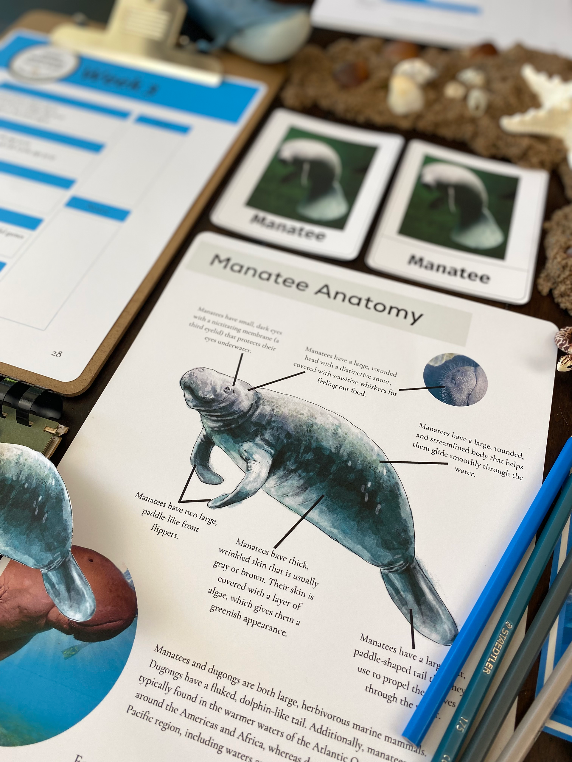 Manatee Nature Study