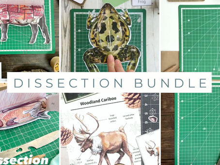 Dissection Bundle!