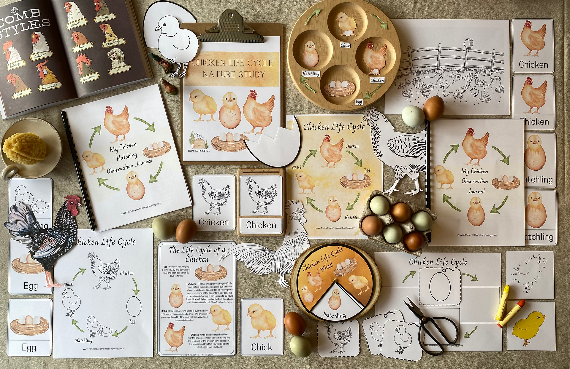 Chicken Life Cycle Nature Study