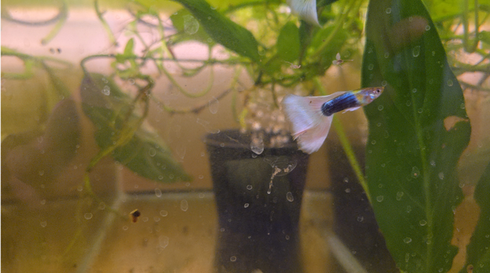 Half Black White Pastel Guppy