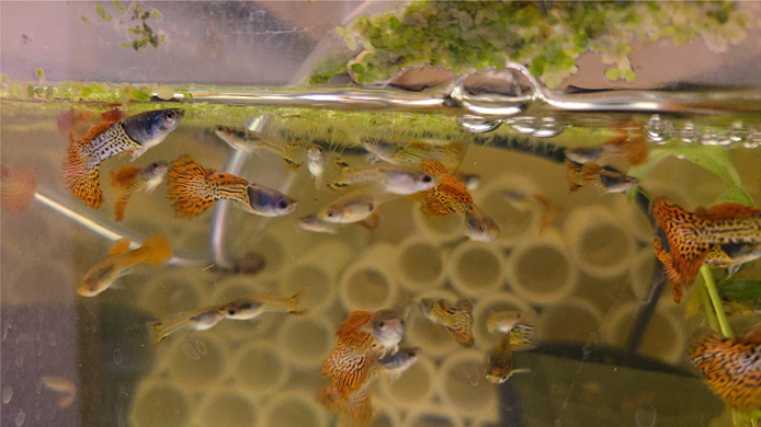 Red Metal Lace Guppies