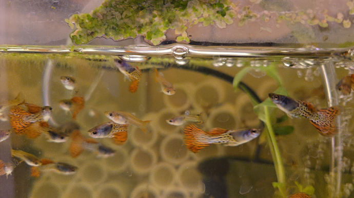 Red Metal Lace Guppies