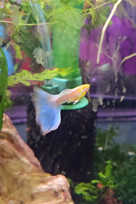 Albino Topaz - BLUE