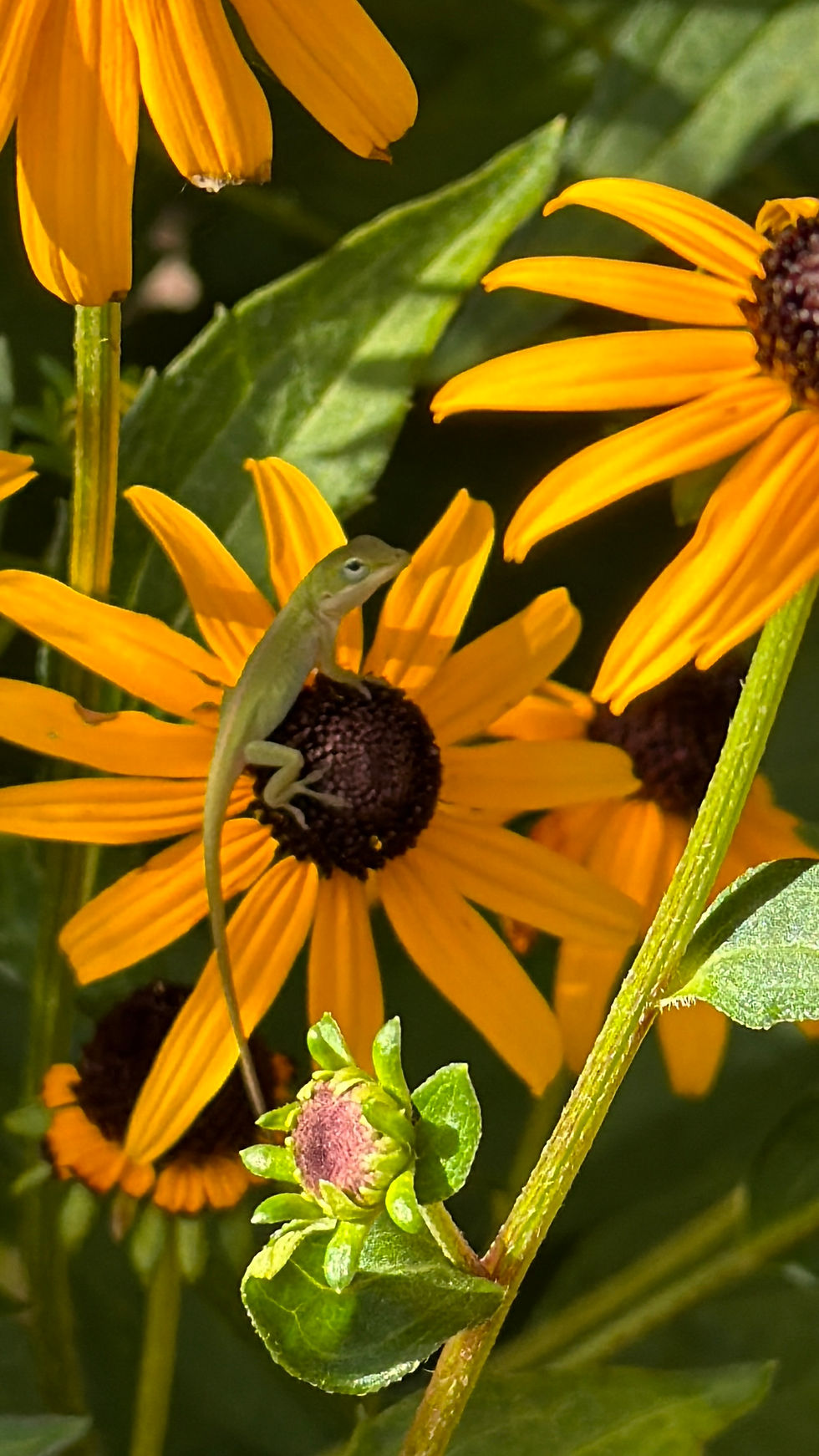 Women's Circle- SEPTEMBER 20th- Everyday Awe: A Gathering on Micro-Joy