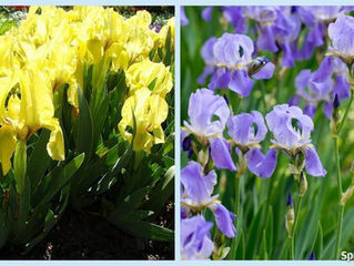 Growing Beautiful Flowers From Bulbs