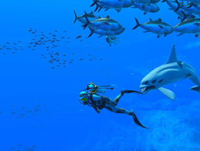 Neuer Trailer zu Endless Ocean Luminous