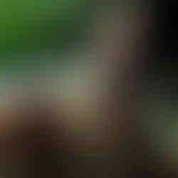 Like a Dragon: Pirate Yakuza in Hawaii Game News, Trailer, Gameplay und Screenshots