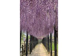 大宝八幡宮.jpg