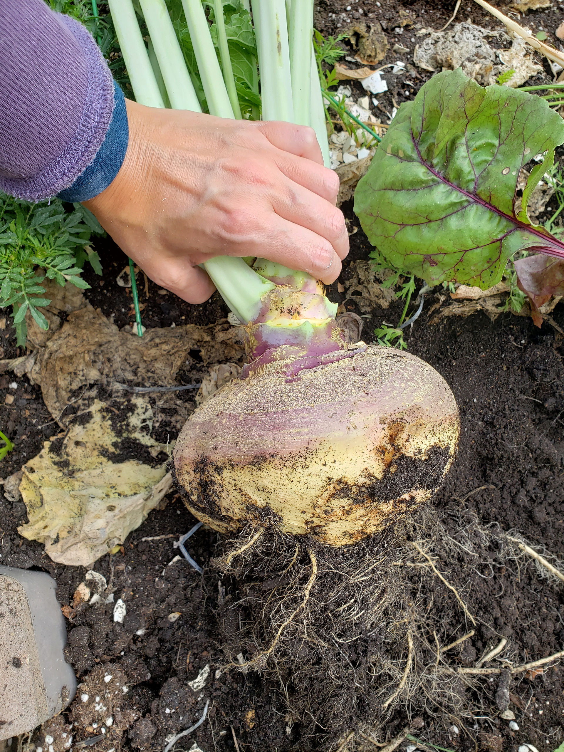 Harvest Size & Quantity between Pots versus Beds | Living in Wellness GAPS Gardening