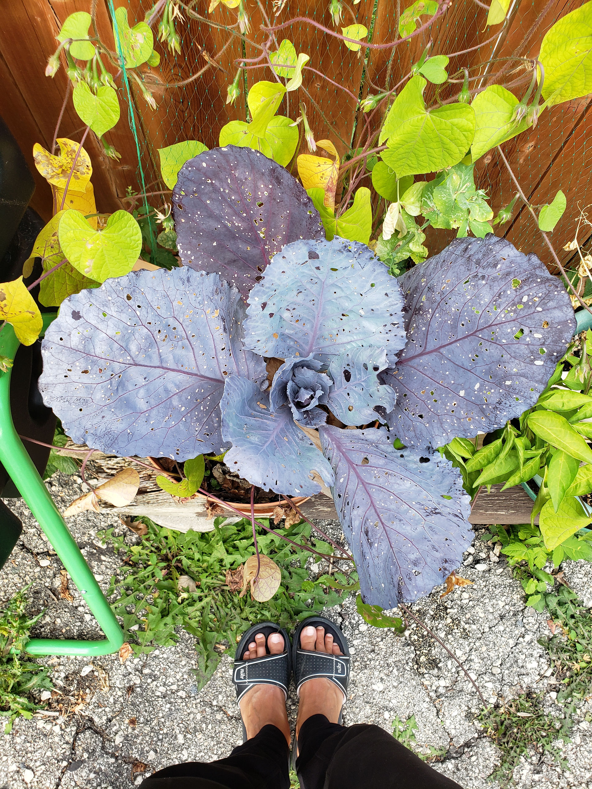 Harvest Size & Quantity between Pots versus Beds | Living in Wellness GAPS Gardening