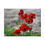 Thumbnail: Red Anemone Flowers Poster Photo: Perfect Gift Idea for Nature Lovers