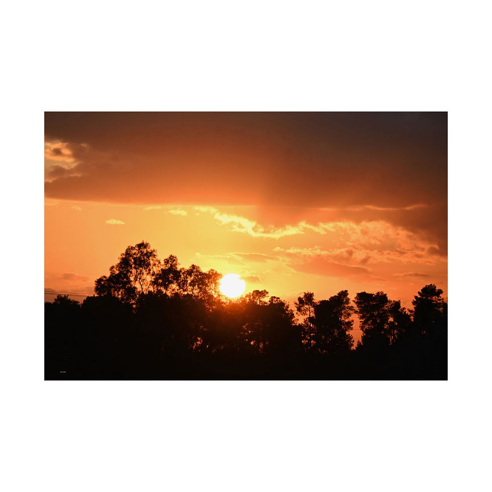 Thumbnail: Orange Sunset Through Trees - Dramatic Sky Nature Poster Wall Art