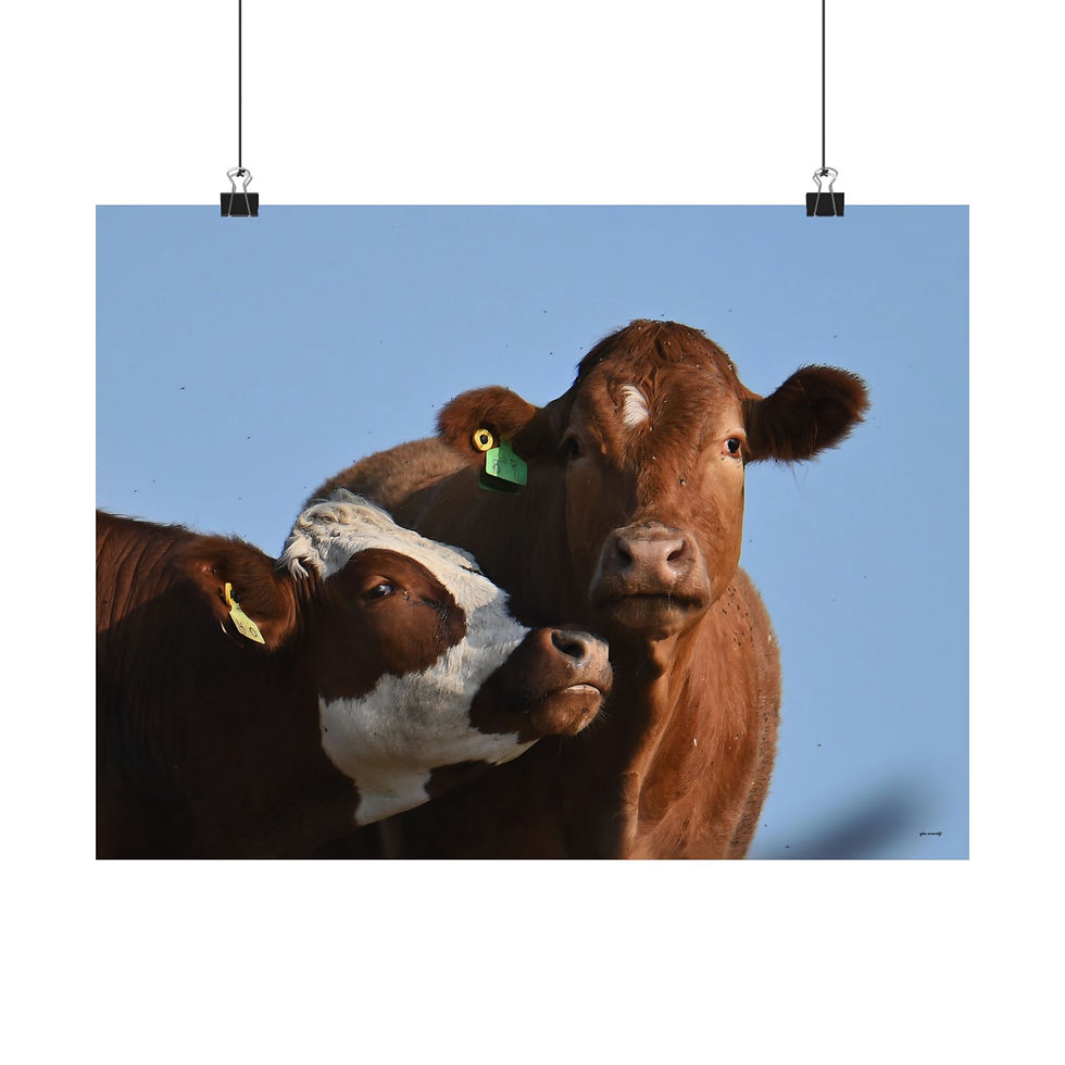 Thumbnail: Stunning Poster with Two Cows Together Photo Wall Art for Your New Home
