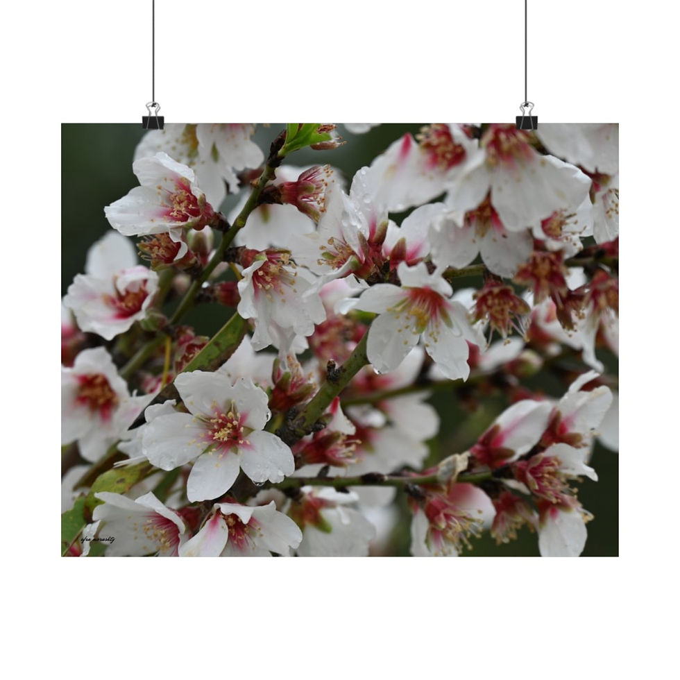 Thumbnail: The Captivating Beauty of Almond Flowers: Wall Art Poster for Nature Lovers