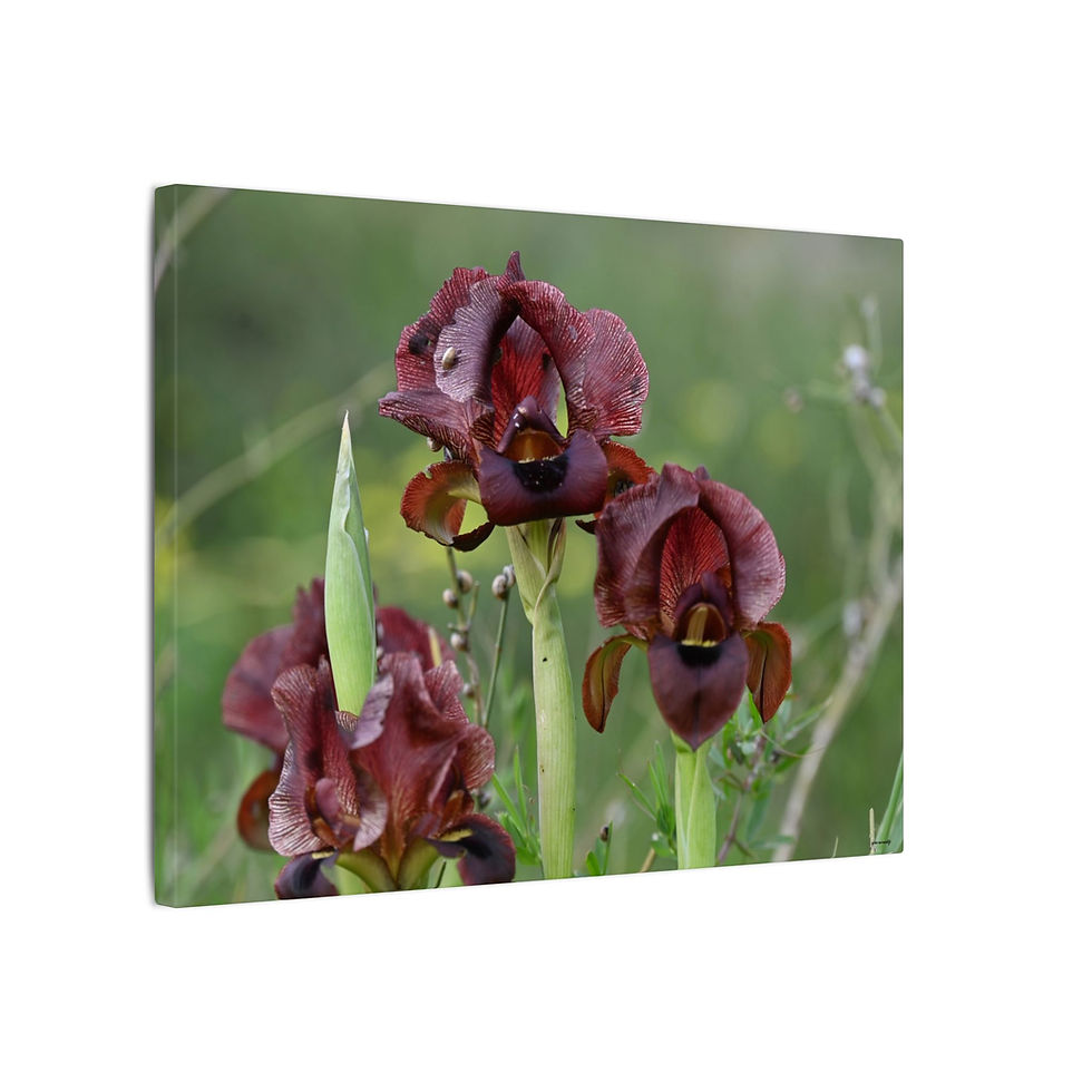Thumbnail: Iris Flowers in Focus Canvas: A Photographic Ode to Elegance for Nature Lovers