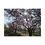 Thumbnail: The Beauty of Almond Trees: A Stylish Gift Idea poster for Nature Lovers