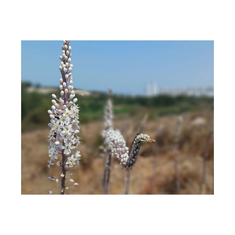 Thumbnail: Sea squill wildflowers real photo poster, office interior design, wallart