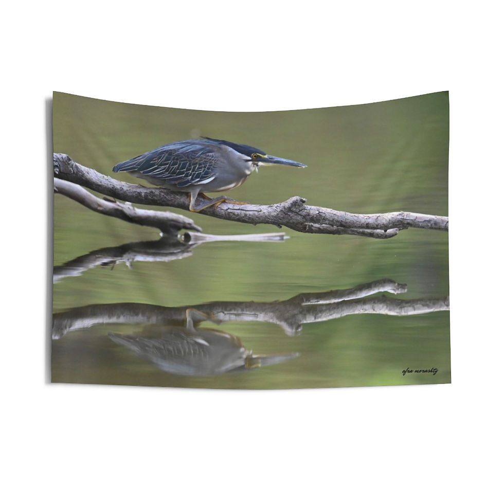 Thumbnail: Stunning Wall Tapestry: Transform Your Space with Striated Heron Bird Photo