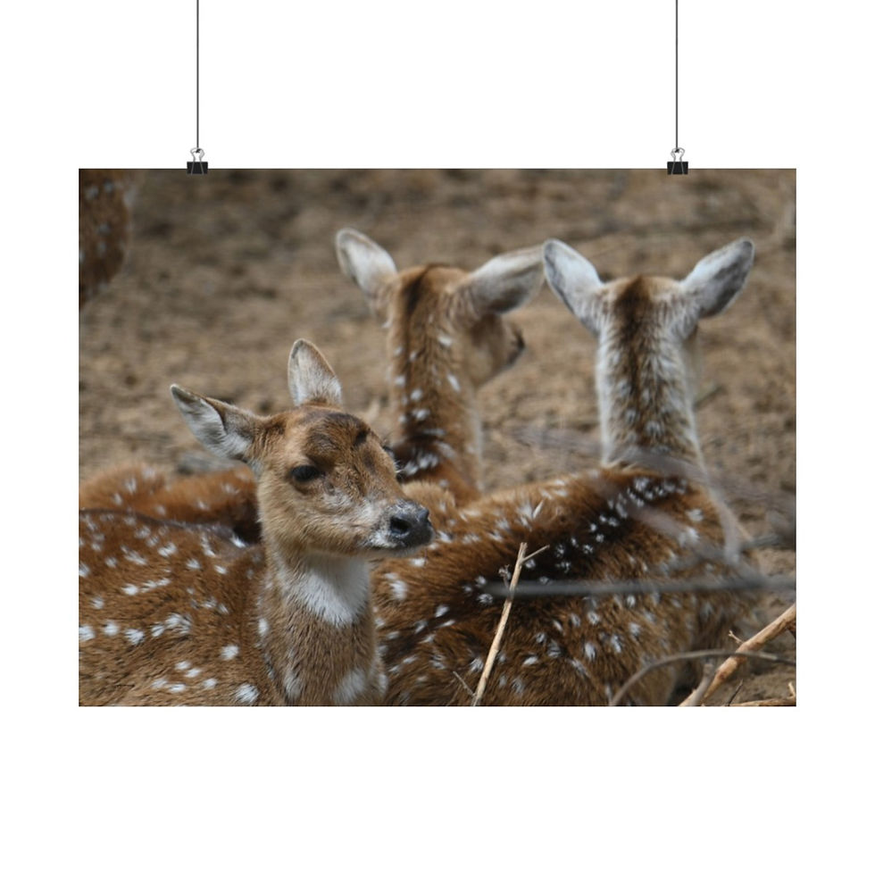 Thumbnail: The Majestic Beauty of Axis Deers: A Stylish Poster for Animal Lovers