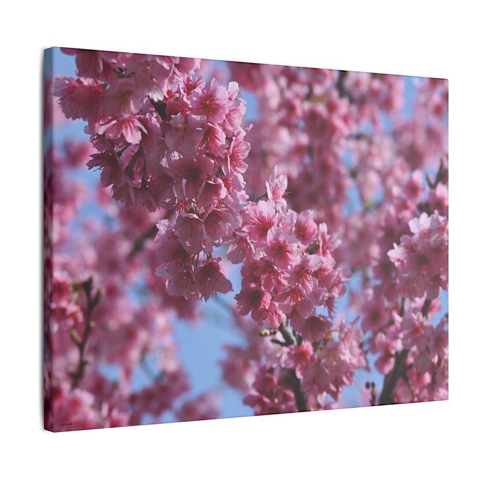 Thumbnail: Taiwan Cherry Blossom Picture Canvas Present for Dining Area Wall Decor