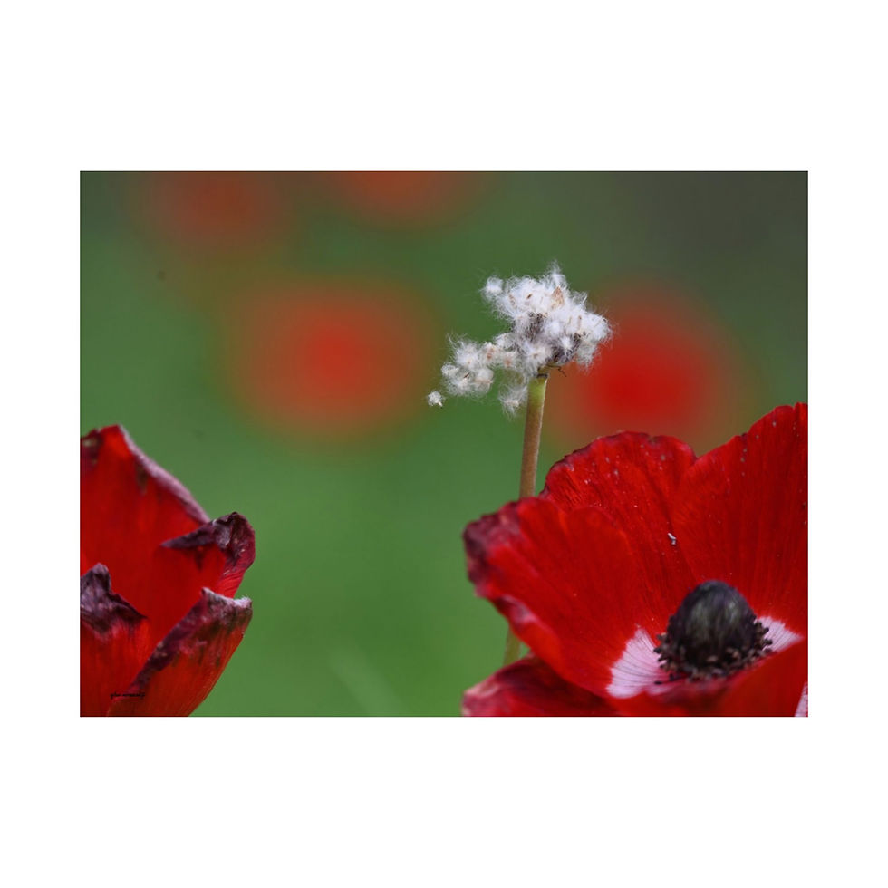Thumbnail: The Beauty of Red Anemone Flowers: A Unique and Stylish Poster for Your New Home