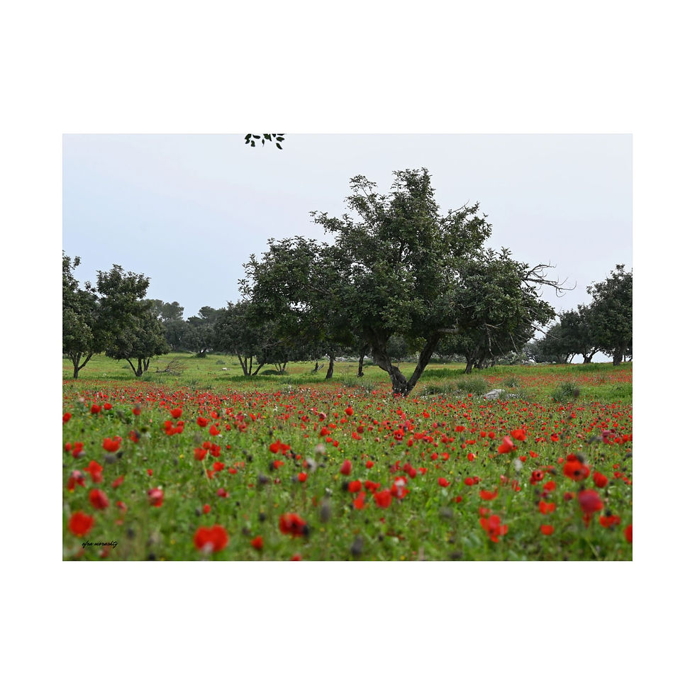 Thumbnail: Red Anemone Flowers and Trees Poster: A Stylish Gift for Nature Lovers