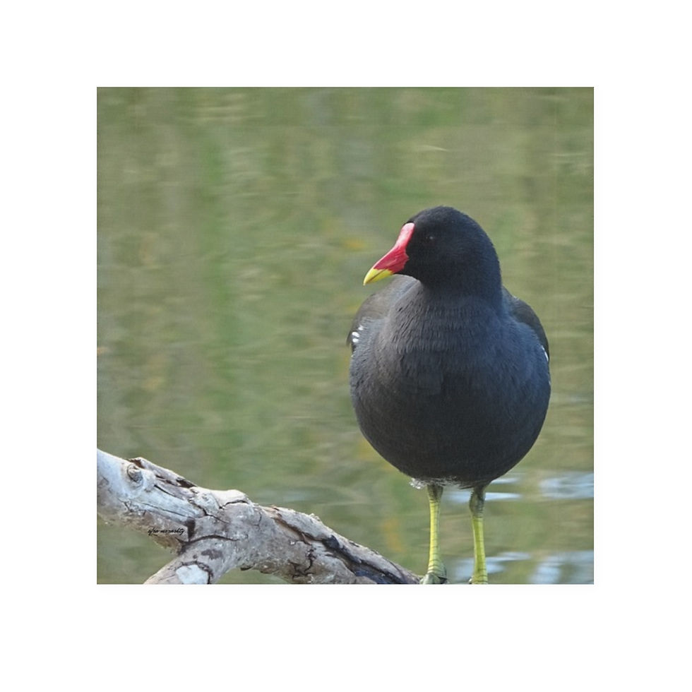 Thumbnail: Stylish Face Towel for Bird Lovers: Common Moorhen Photo Design
