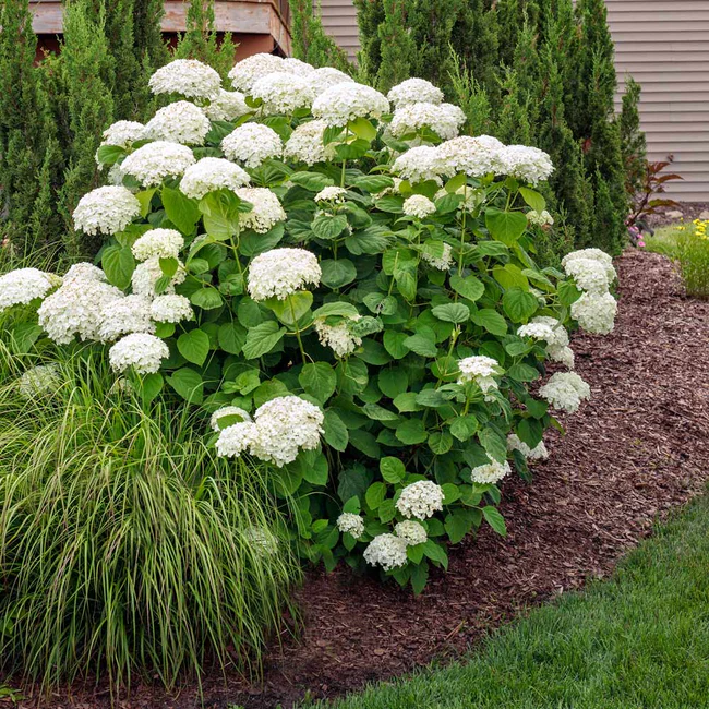 Annabelle_Hydrangea_2_FGT_650x.webp