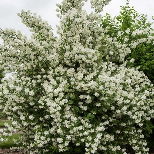 blizzard-mockorange-600x600-bailey-nursery.webp