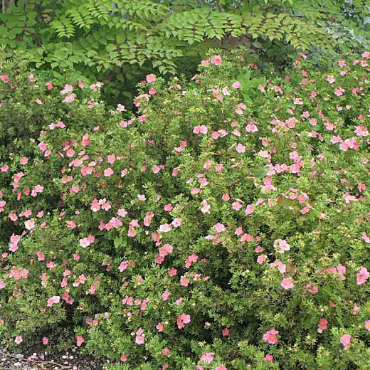 Potentilla Pink Beauty 2_1080_1080_60Optimized.webp