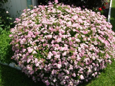 105.webp