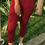 Thumbnail: Lycra Women's Trousers