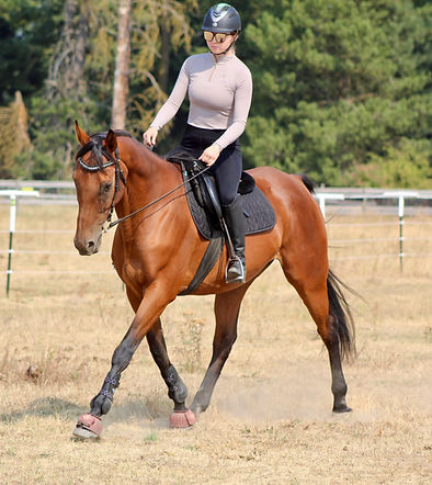 16.2HH | 10 Year Old