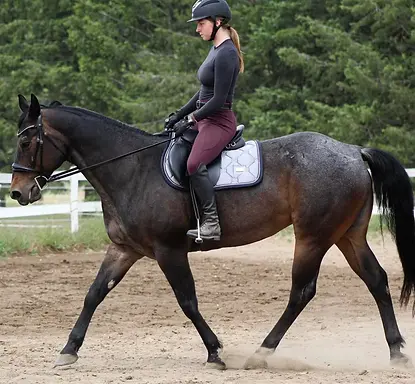 16.1HH | 14 Year Old