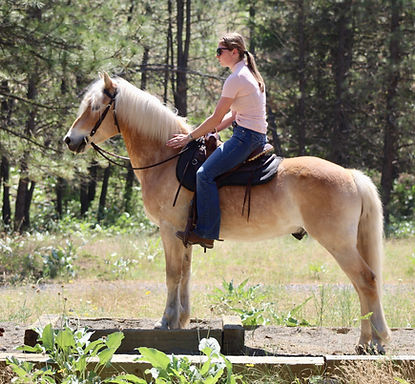 13.3HH | 9 Year Old