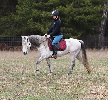 13.3HH | 5 Year Old